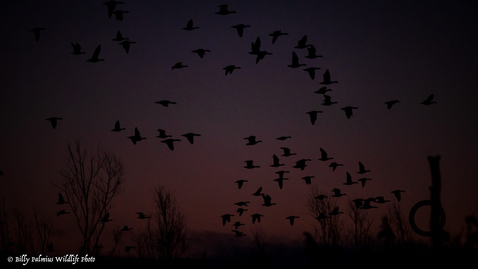 Bence's Farm - Garden Wildlife, Hungary