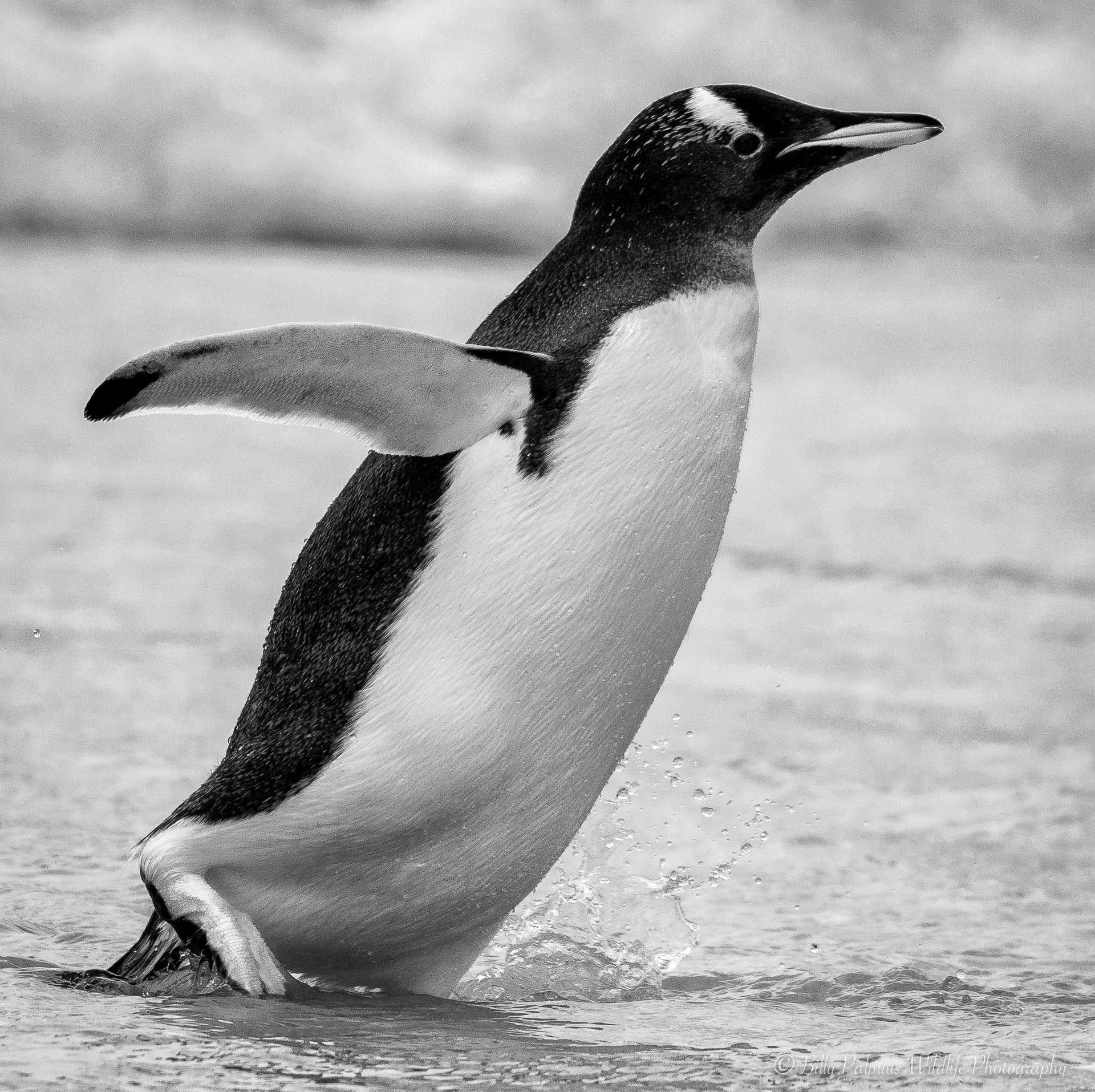 Falkland Island