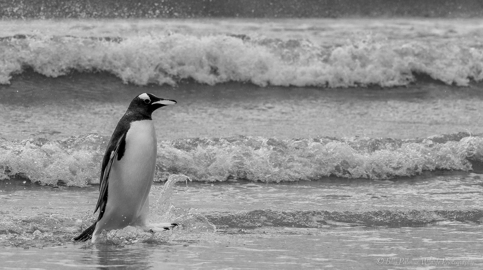 Falkland Island