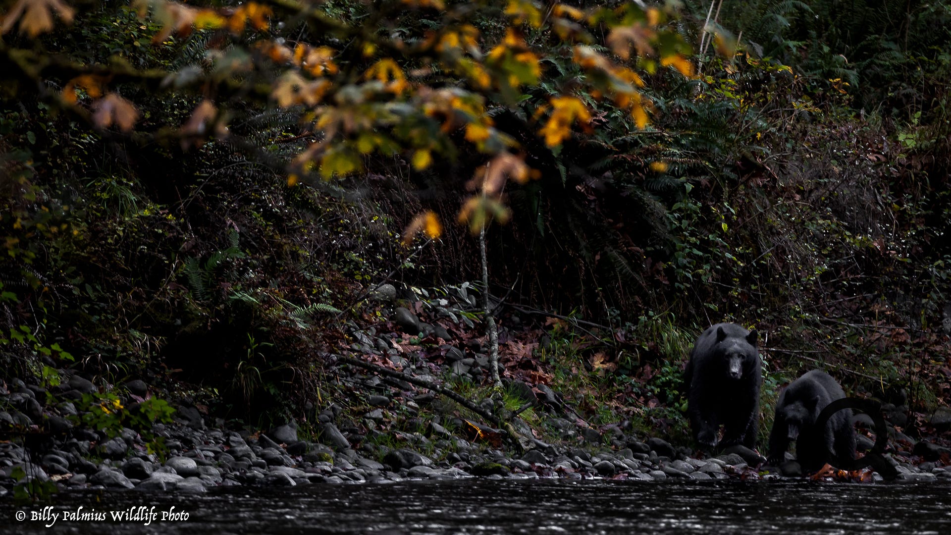 Bears in BC, Canada