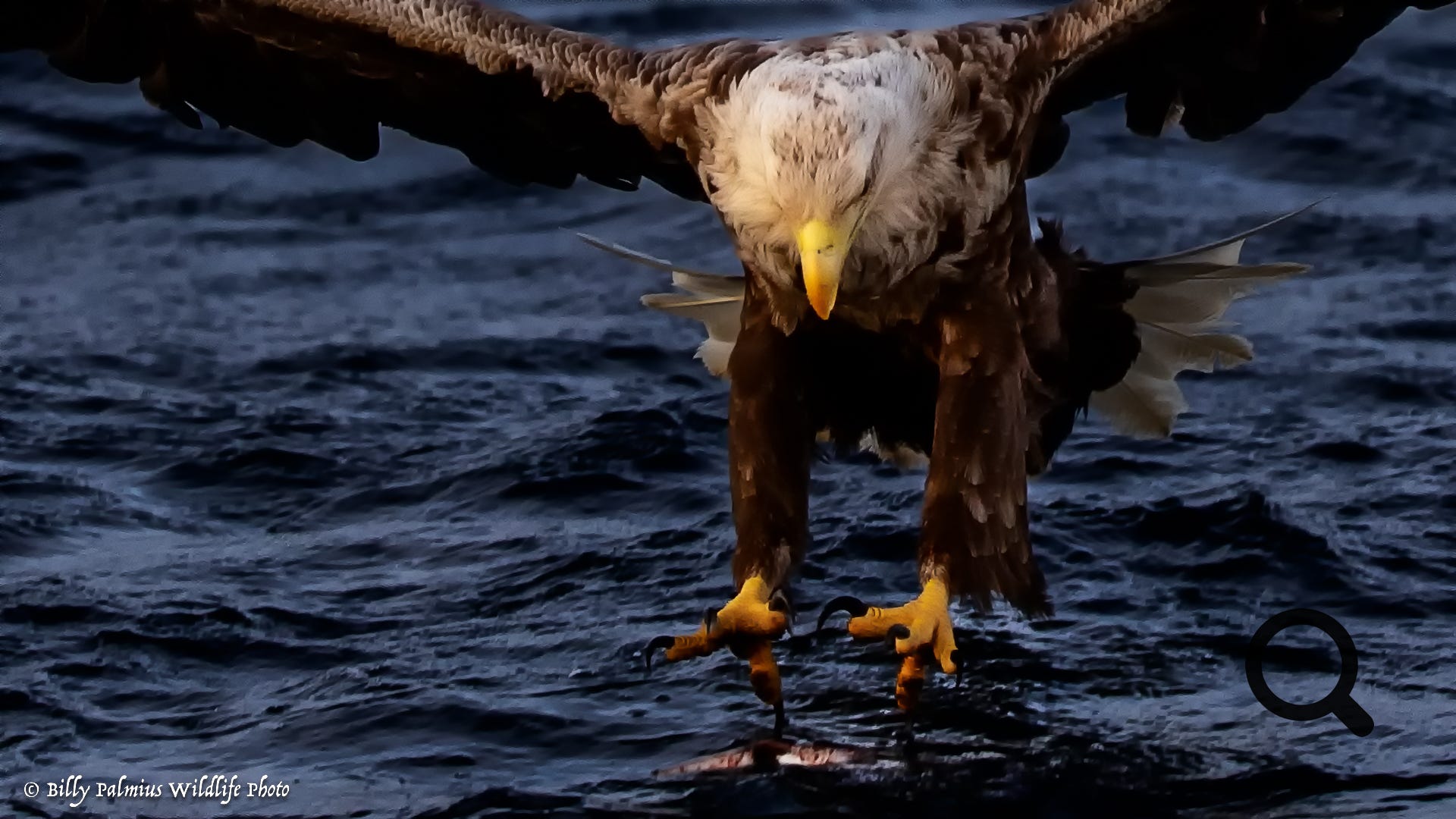 White Tailed Eagle 2022, Norway