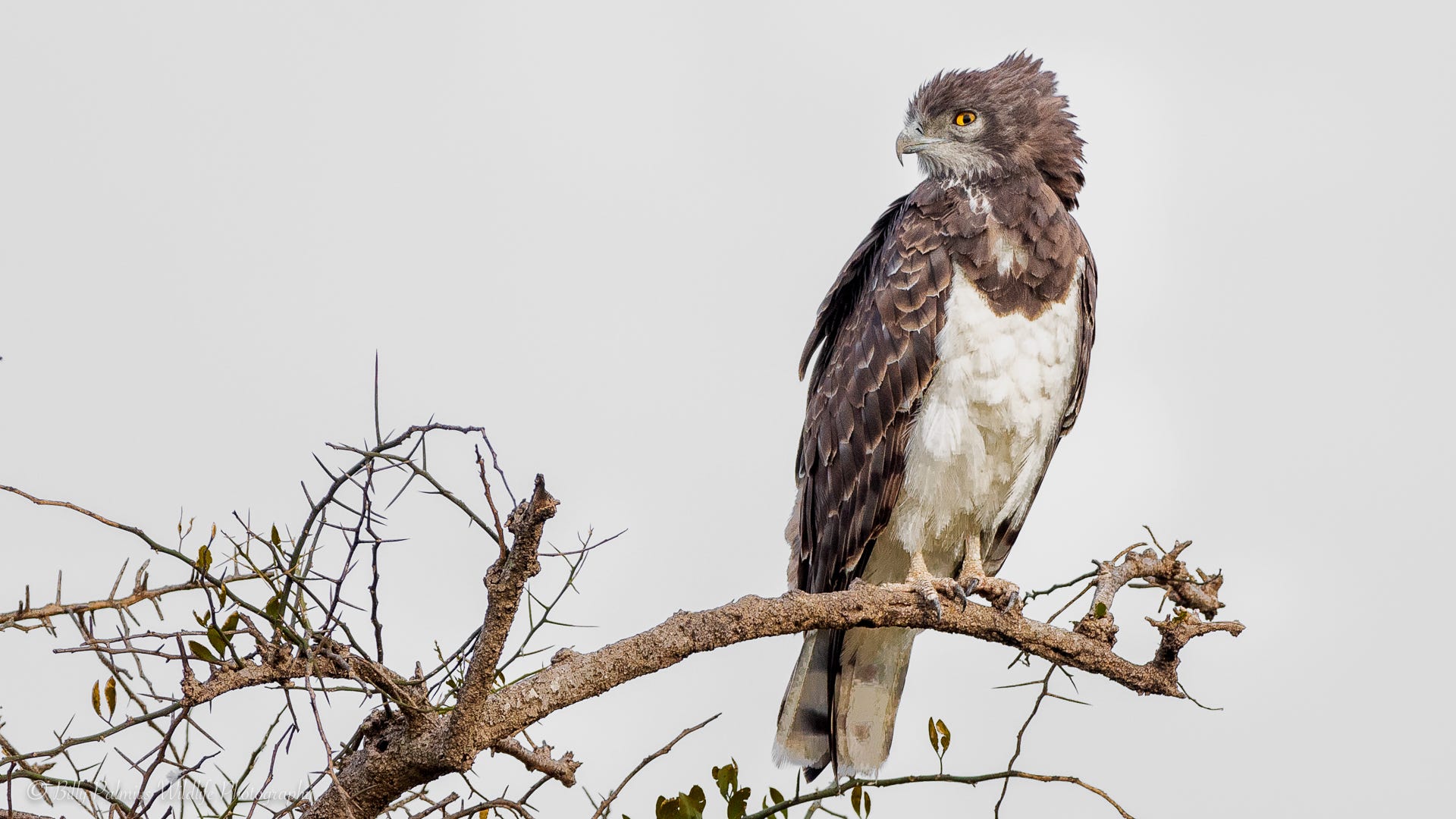 Kenya Wildlife