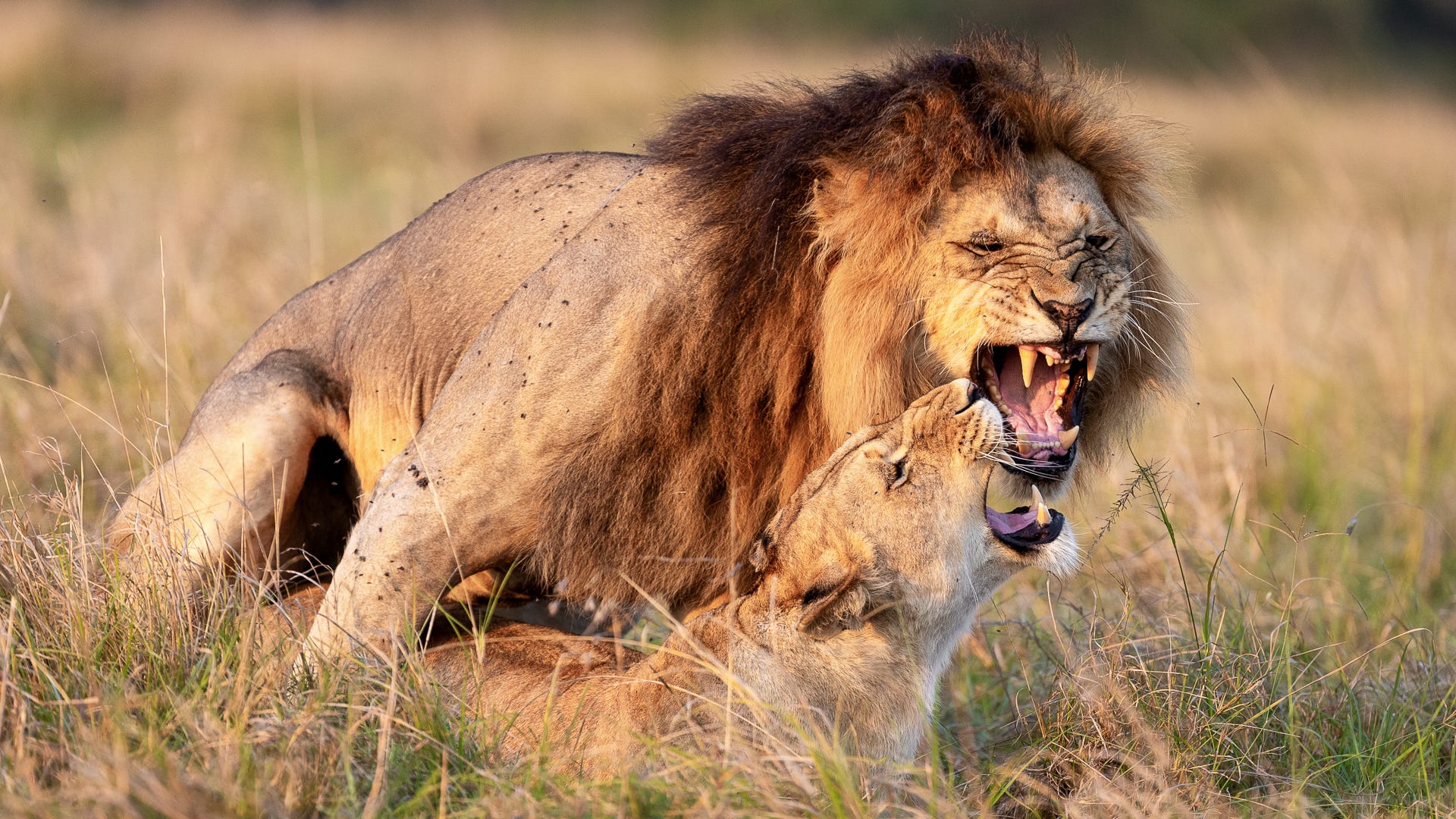 Kenya Wildlife