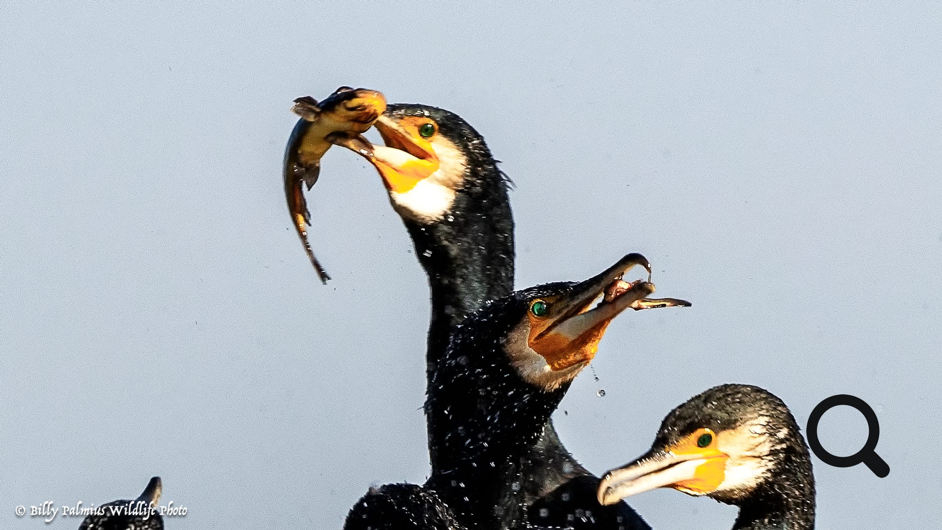 Bence's Farm - Garden Wildlife, Hungary