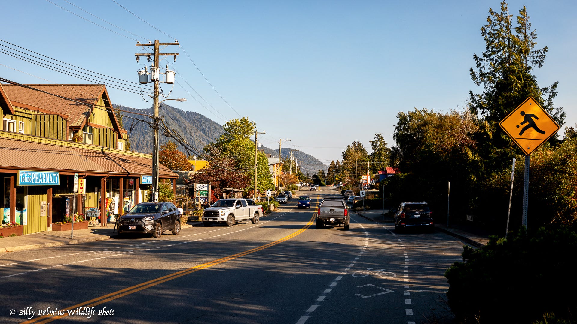 Bears in BC, Canada