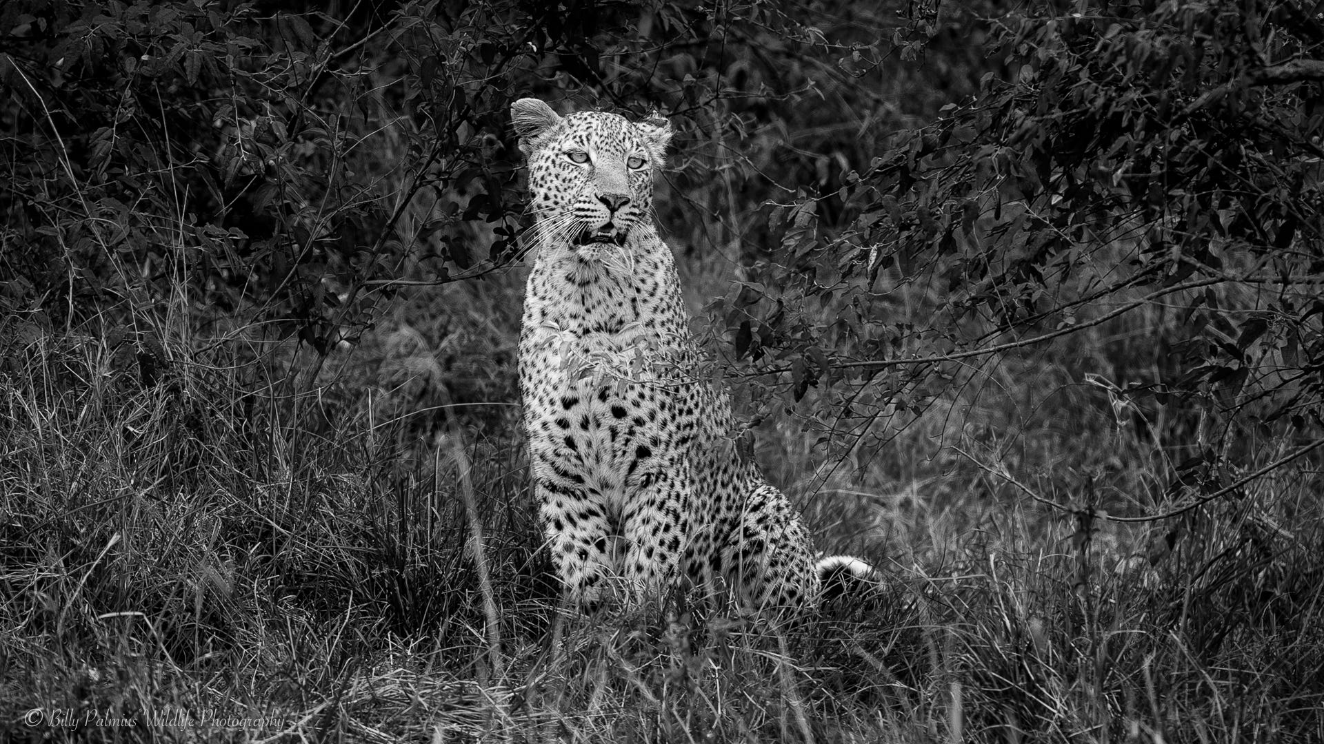 Kenya Wildlife