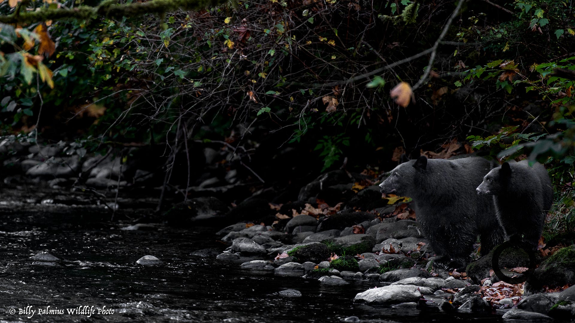 Bears in BC, Canada