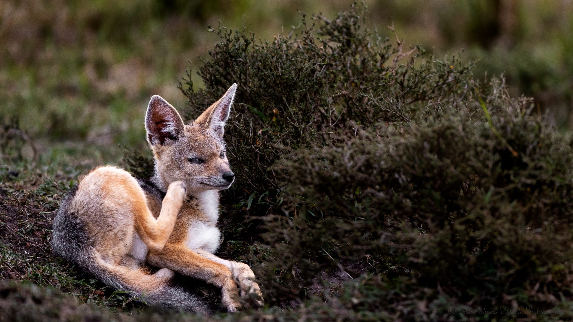 Kenya Wildlife