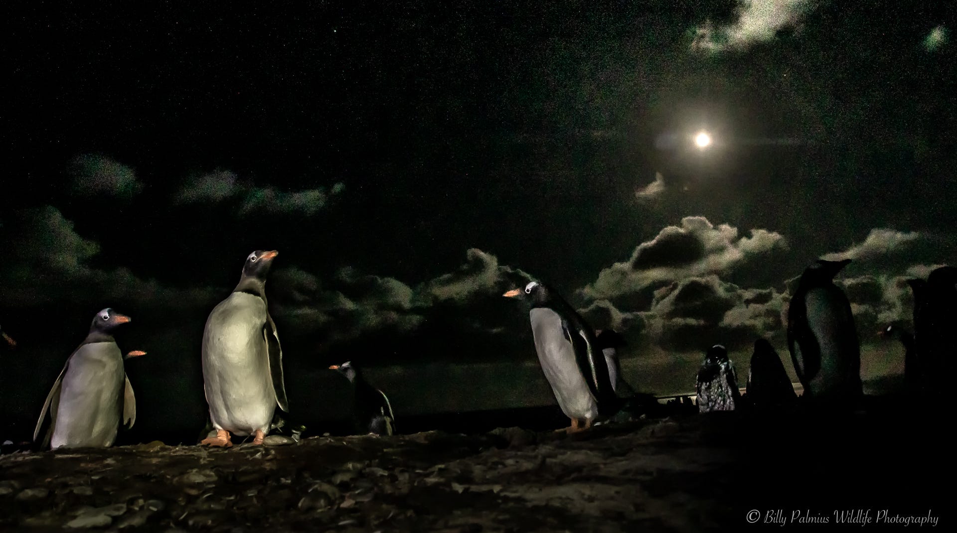 Falkland Island