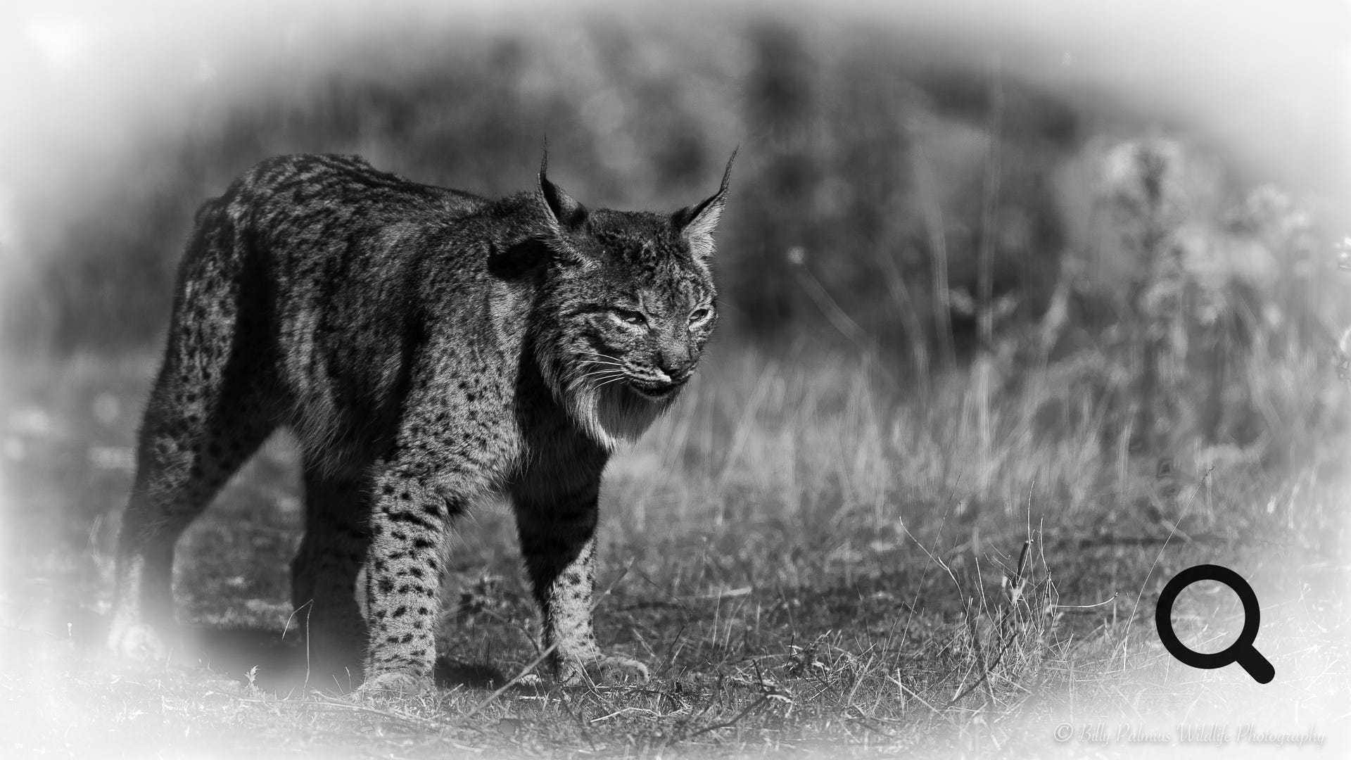 Iberian Lynx in Andalusien, Spain
