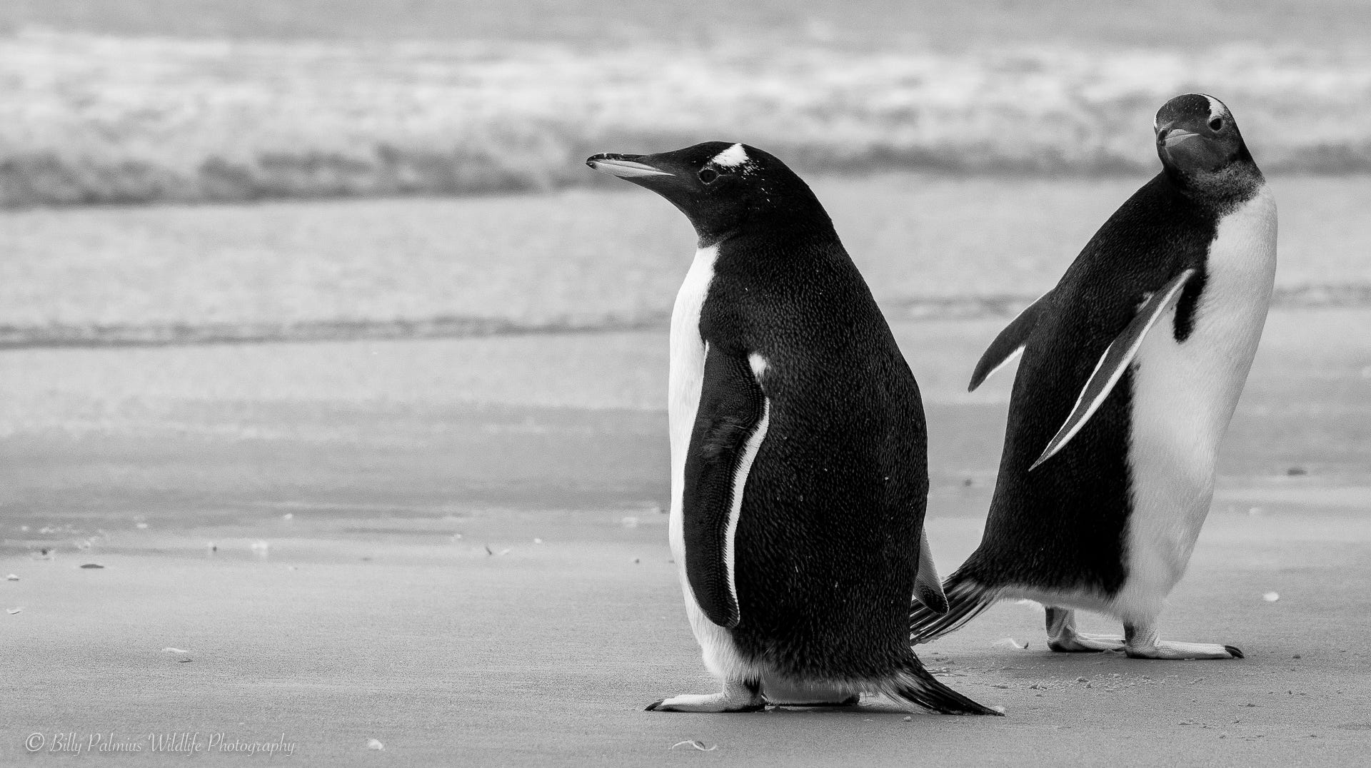 Falkland Island