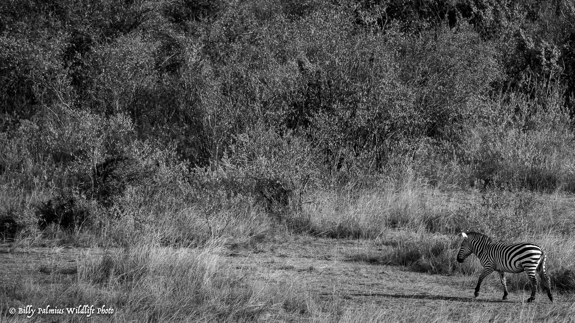 Masai Mara Kenya - Great Migration