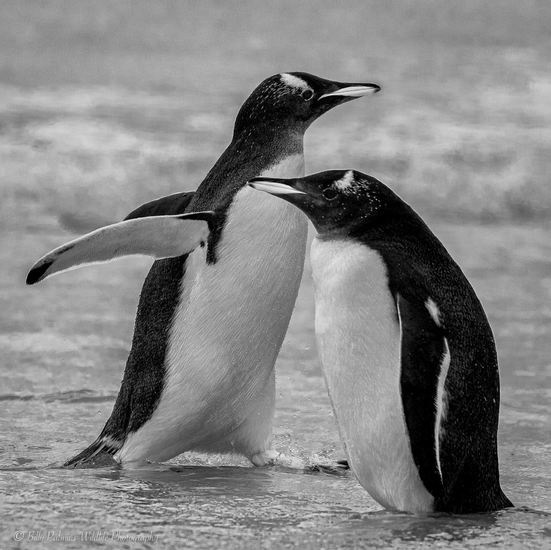 Falkland Island