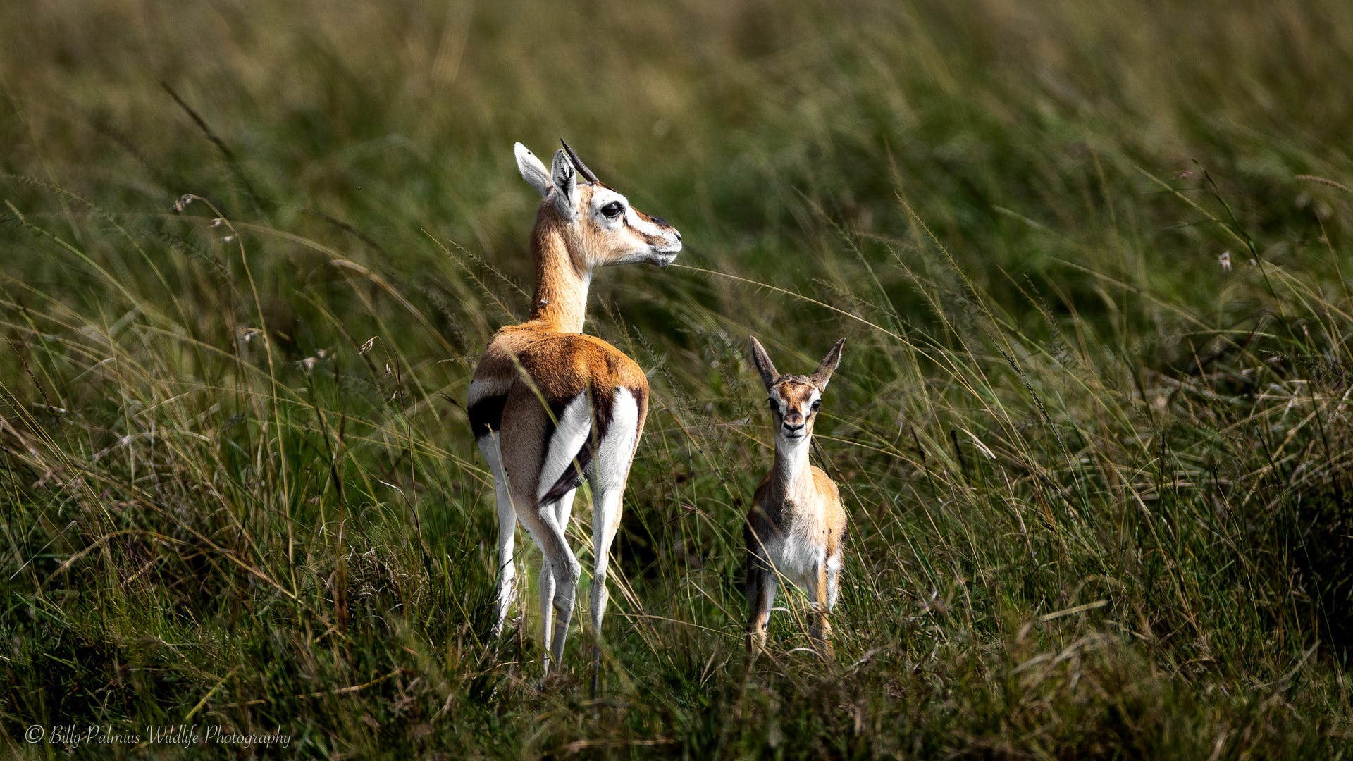 Kenya Wildlife