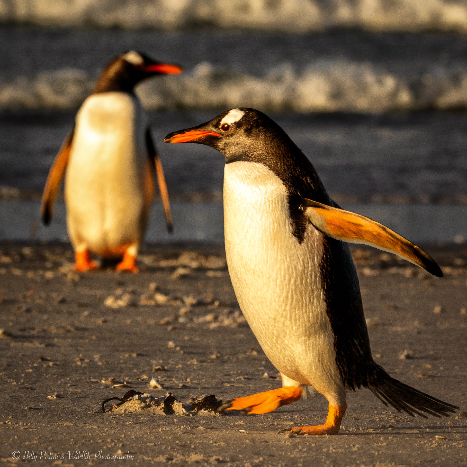 Falkland Island