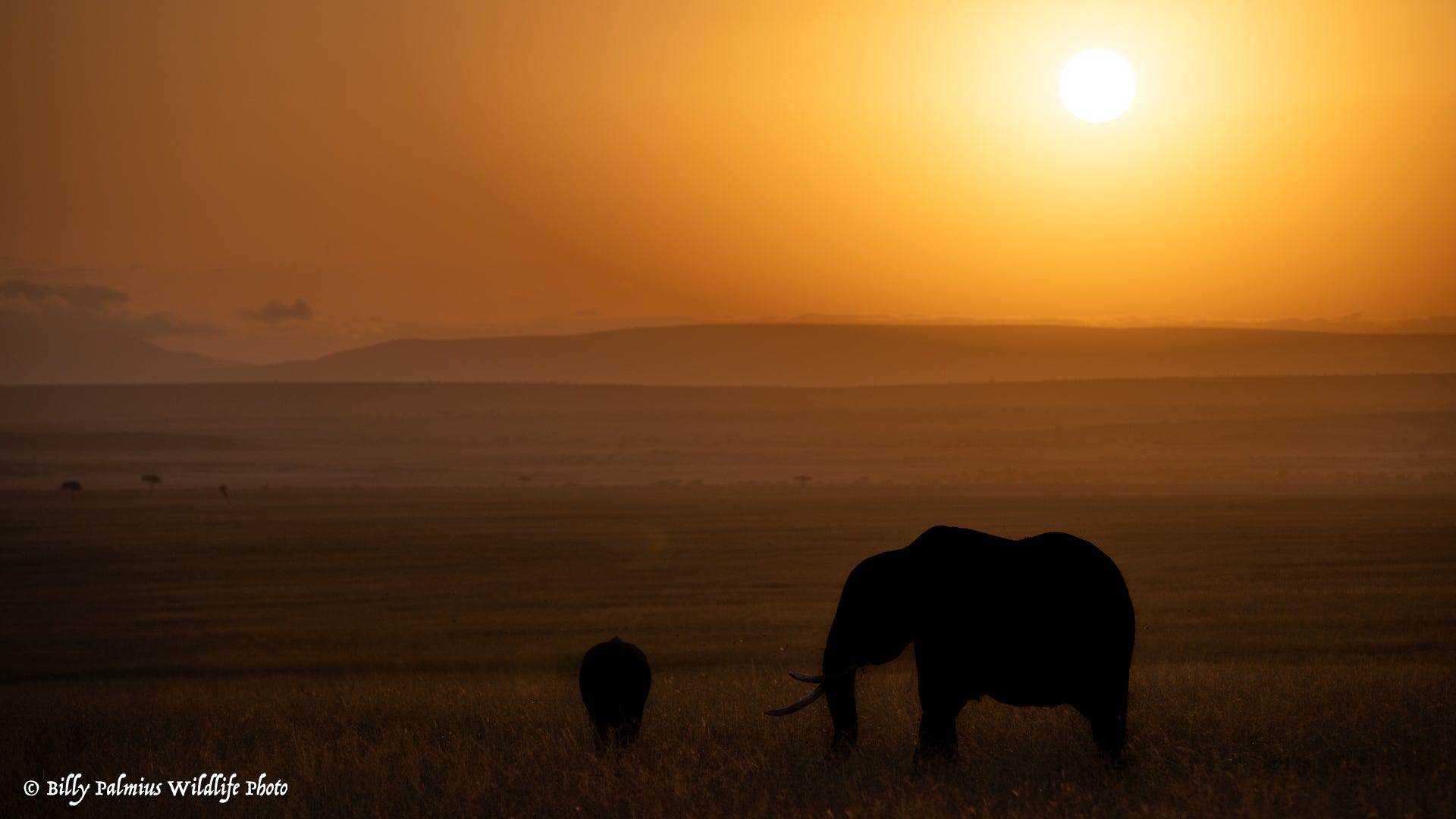 Masai Mara Kenya - Wildlife...