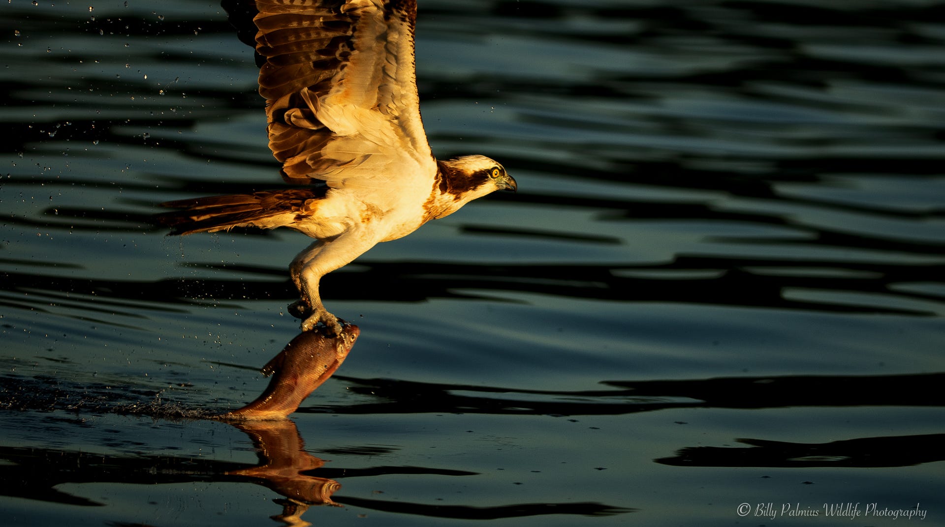 Pictures from Lake Mälaren in Sweden, shooting the Ospray