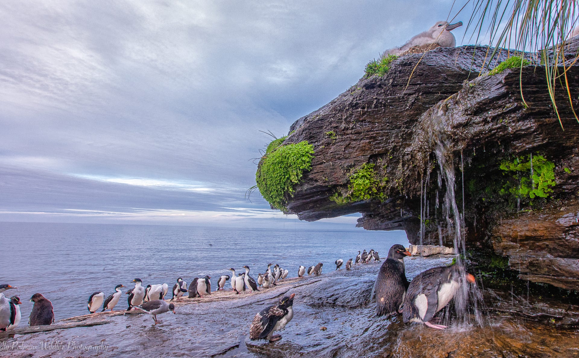 Falkland Island