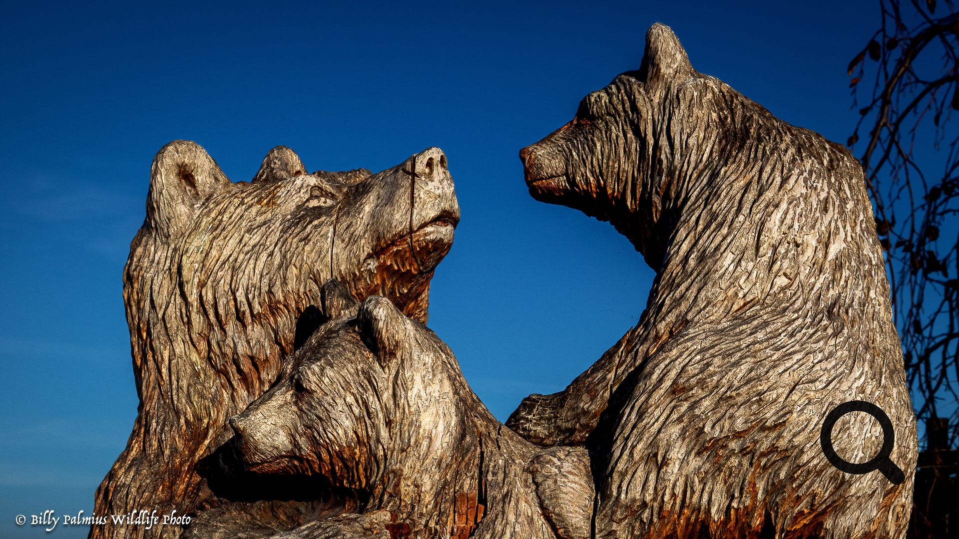 Bears in BC, Canada