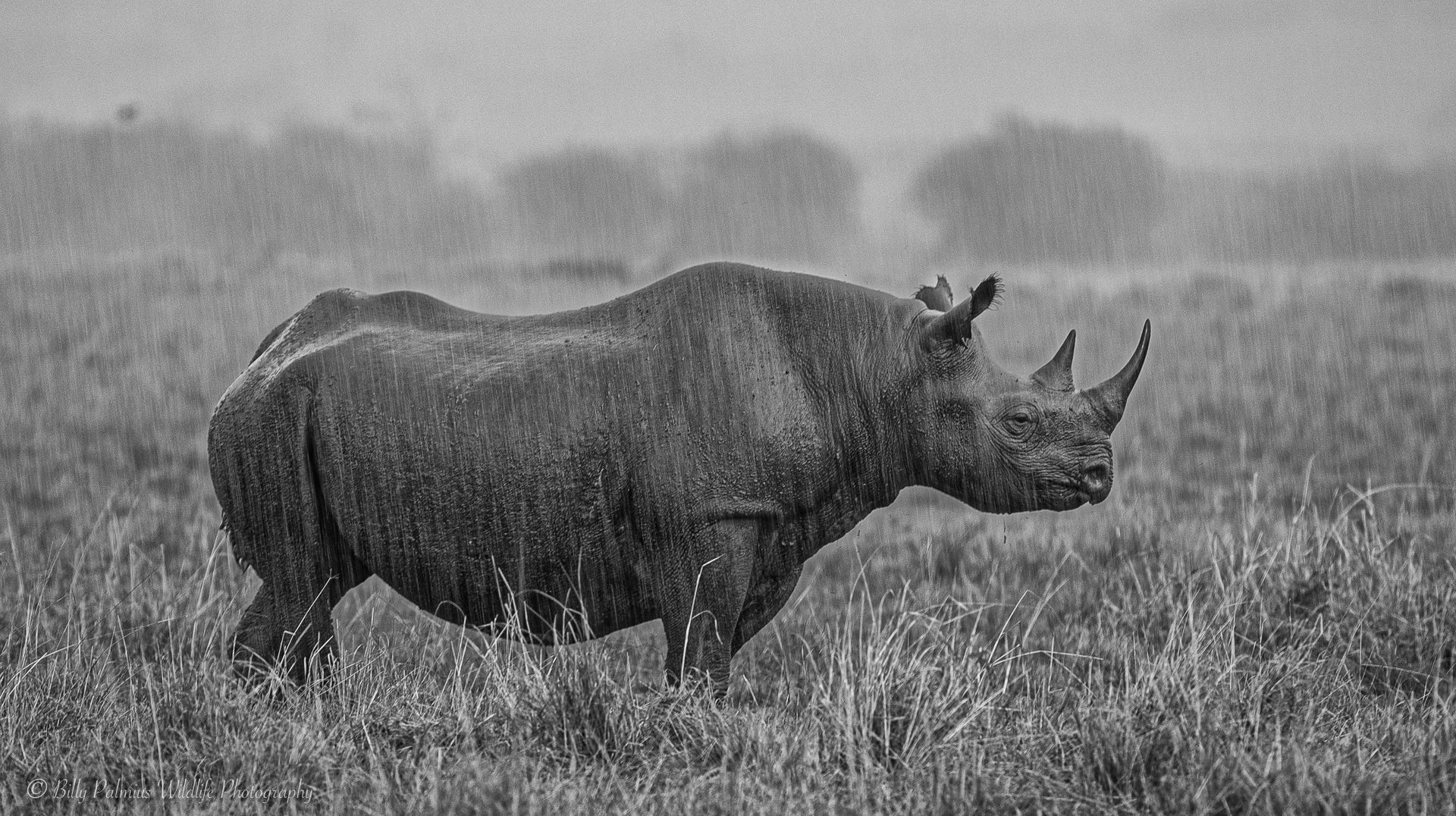 Kenya Wildlife