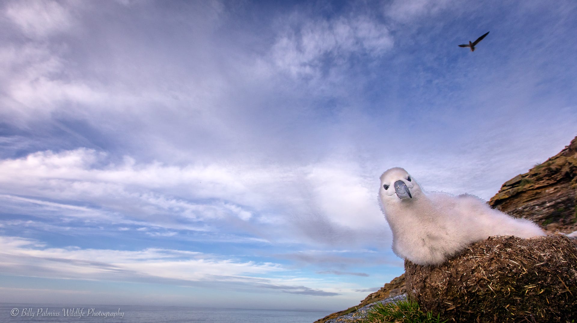 Falkland island