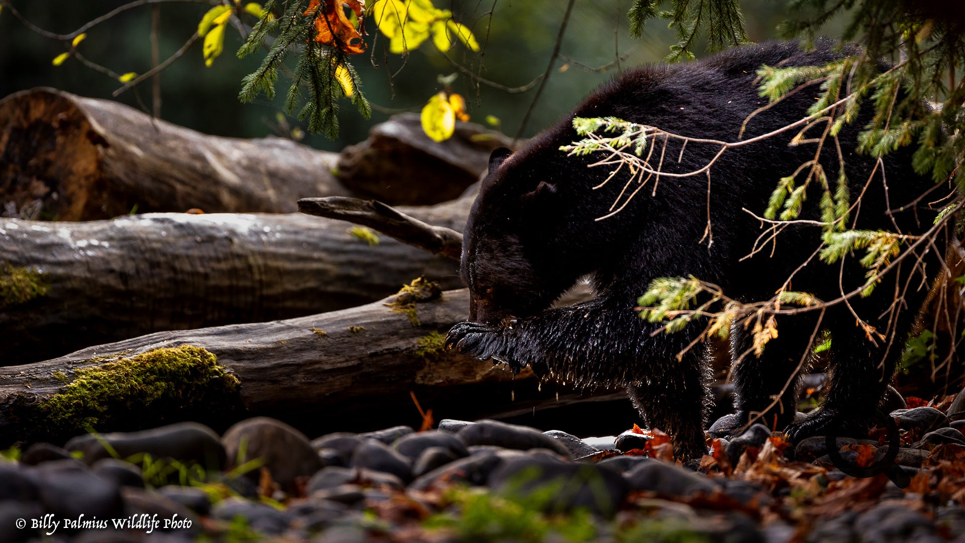 Bears in BC, Canada
