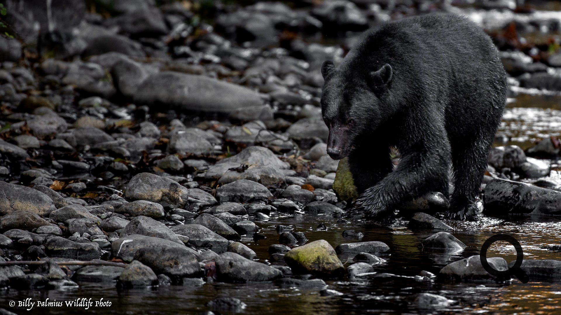 Bears in BC, Canada