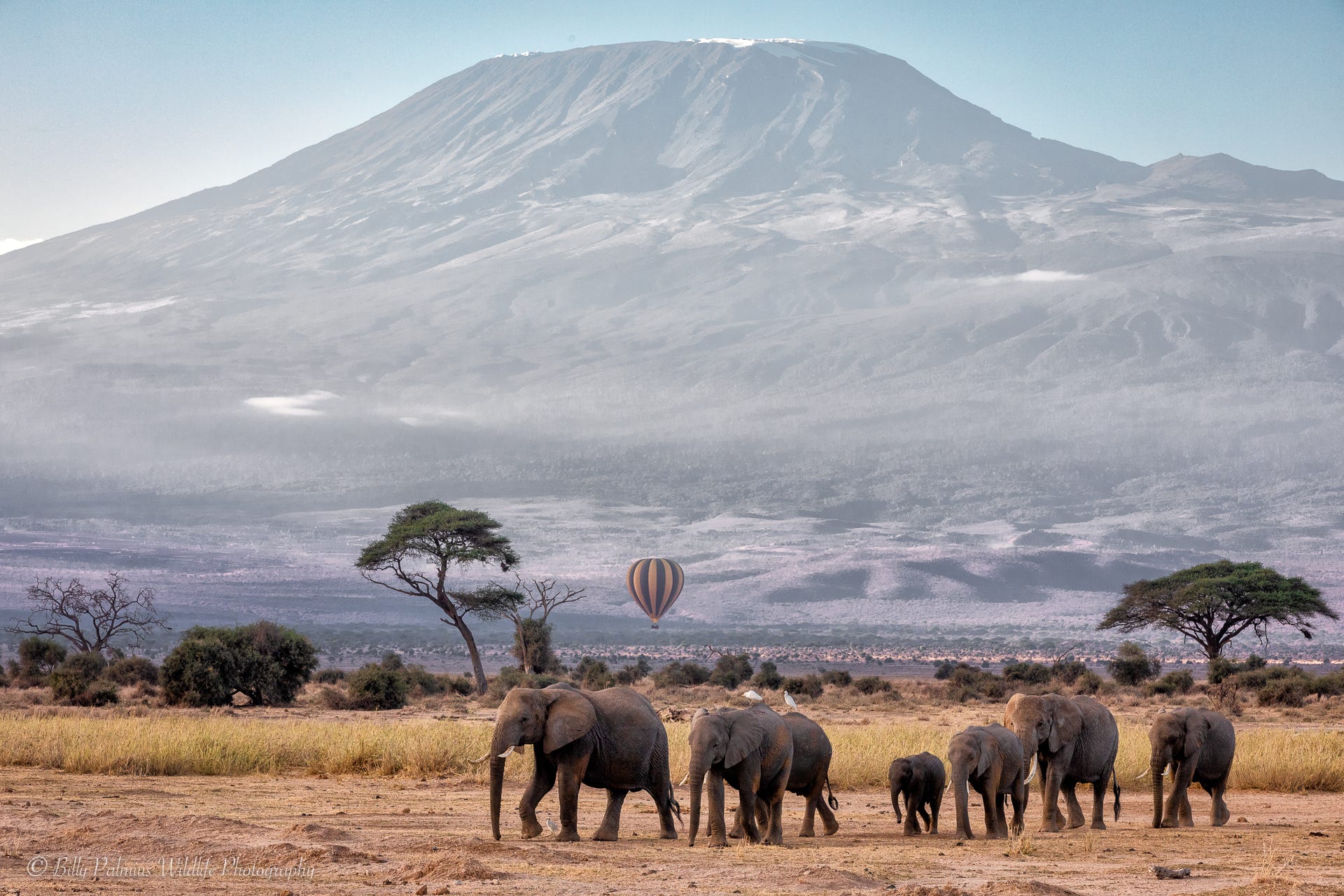 Kenya Wildlife