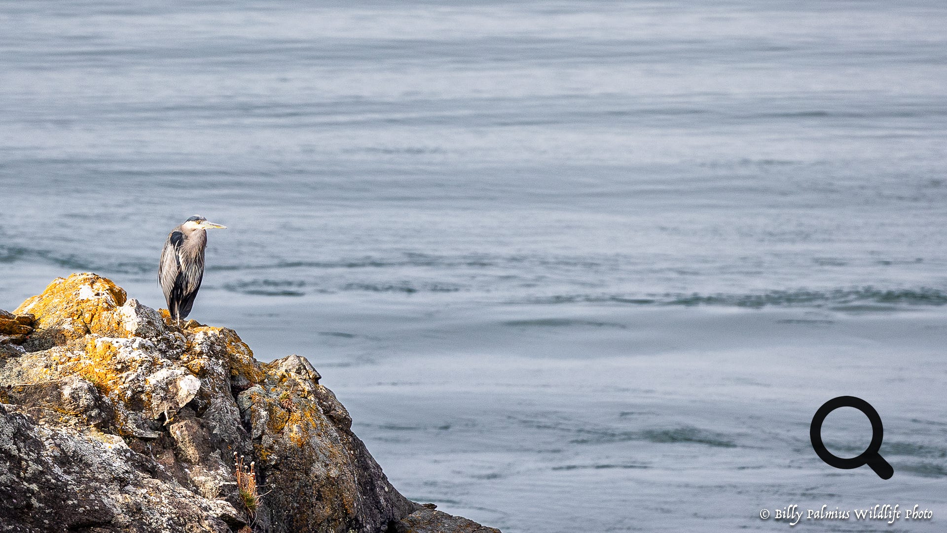 Bears in BC, Canada