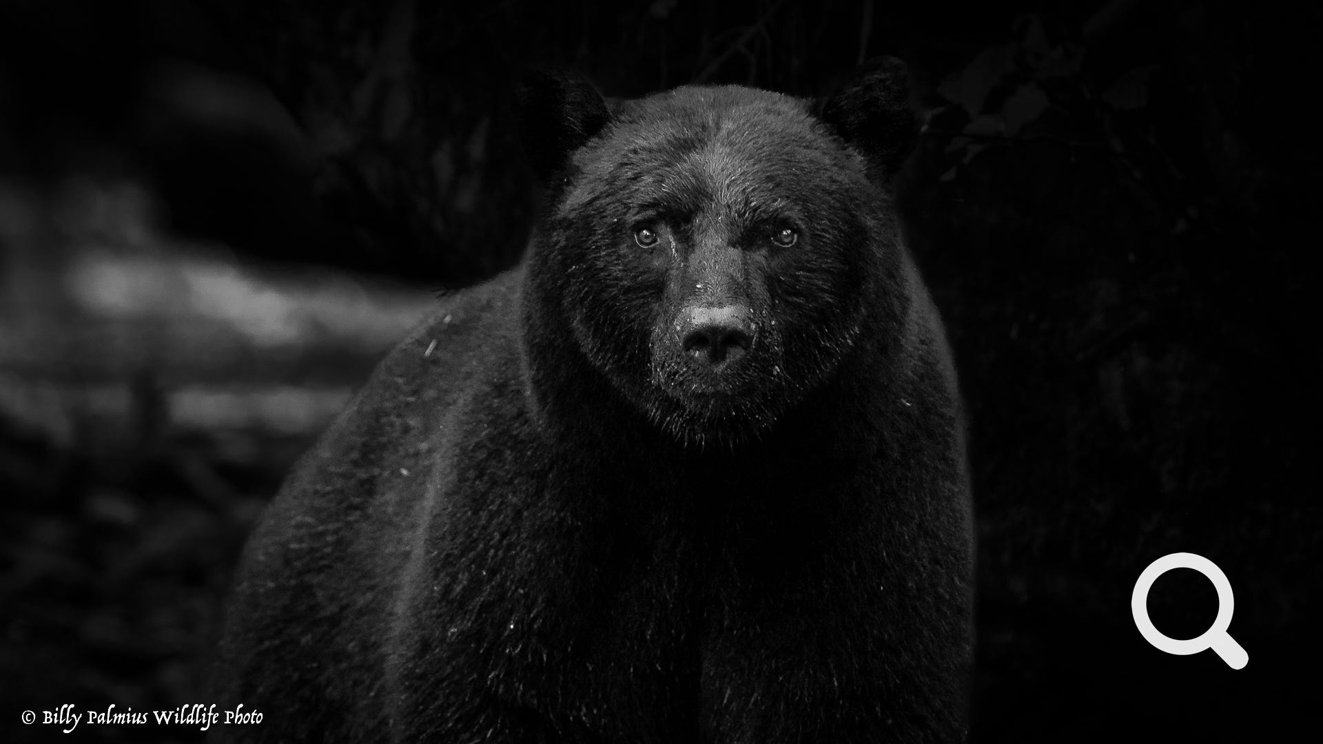 Bears in BC, Canada