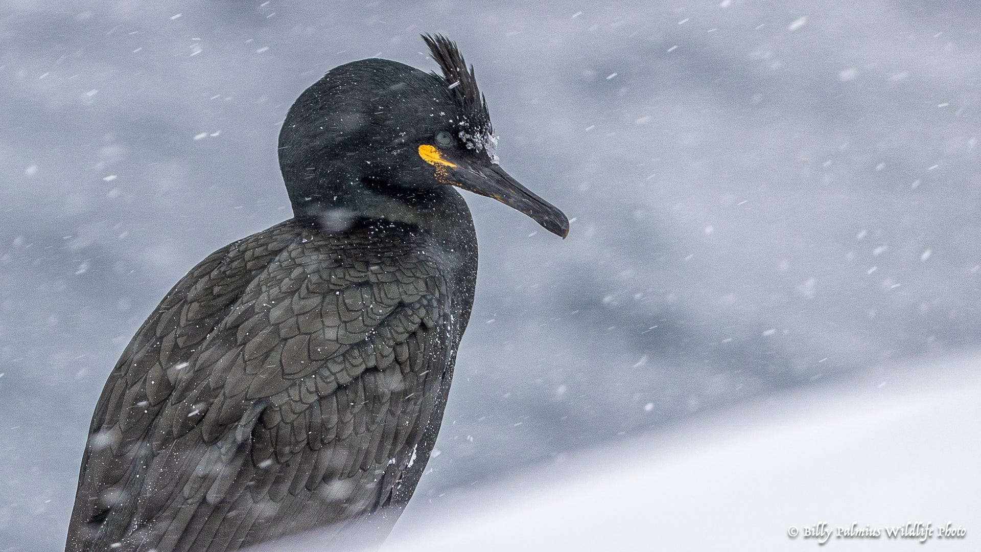 Norway Varanger