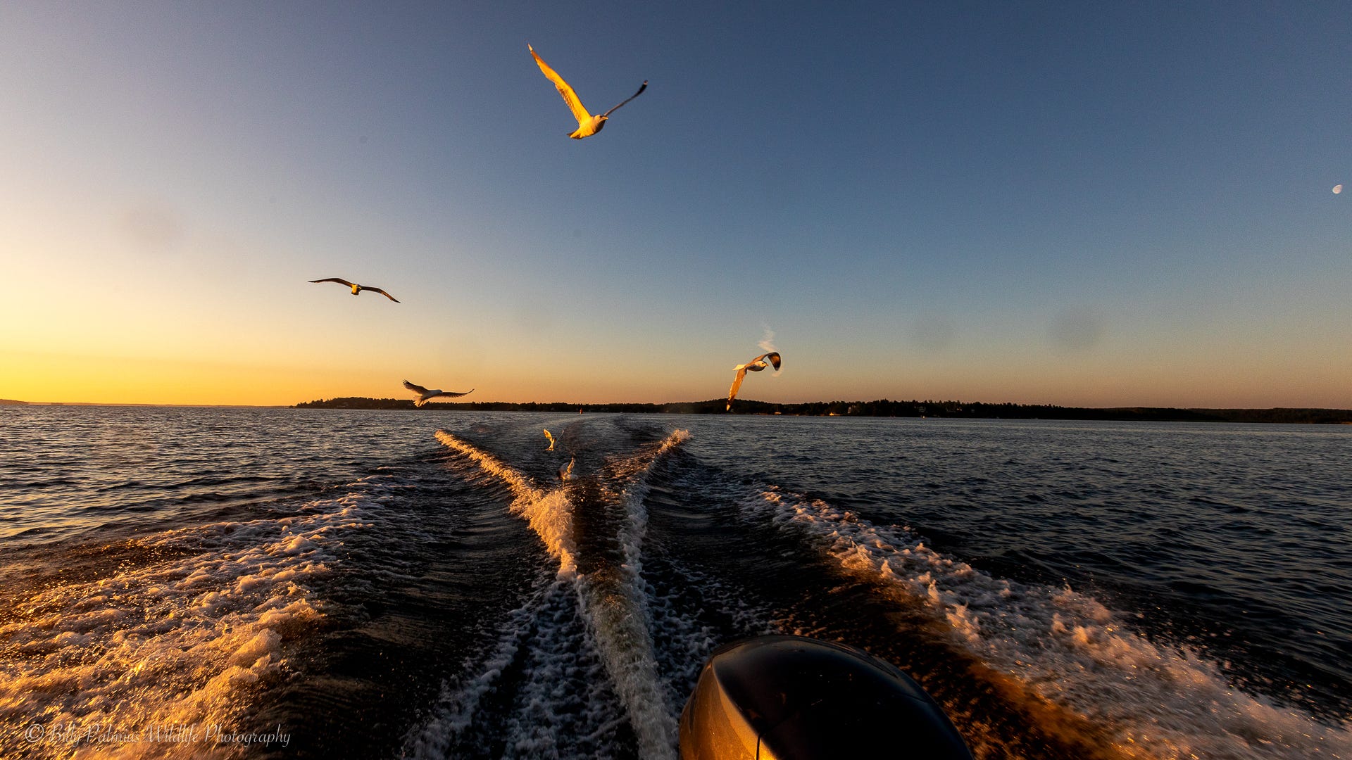 Pictures from Lake Mälaren in Sweden, shooting the Ospray