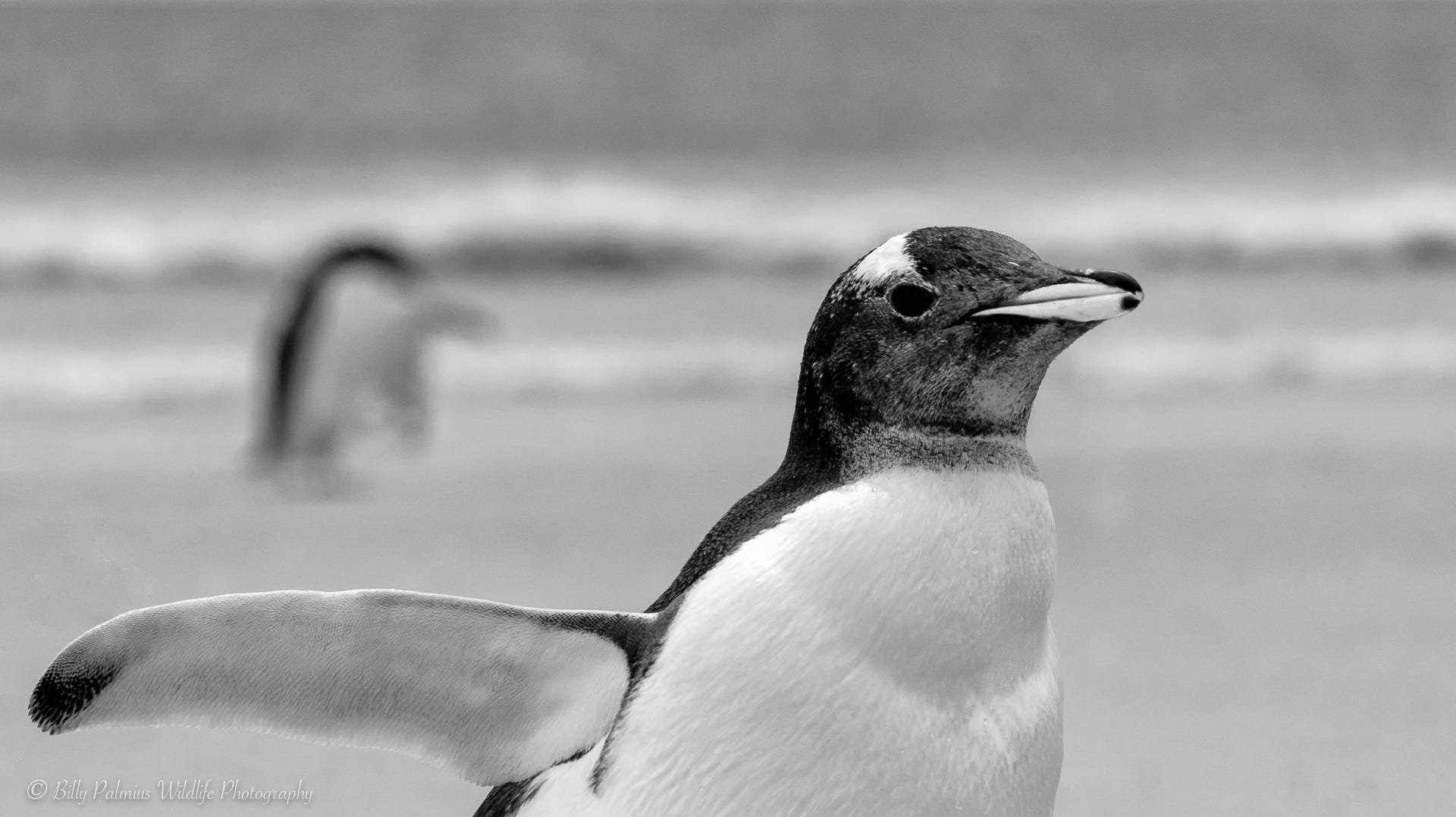 Falkland Island