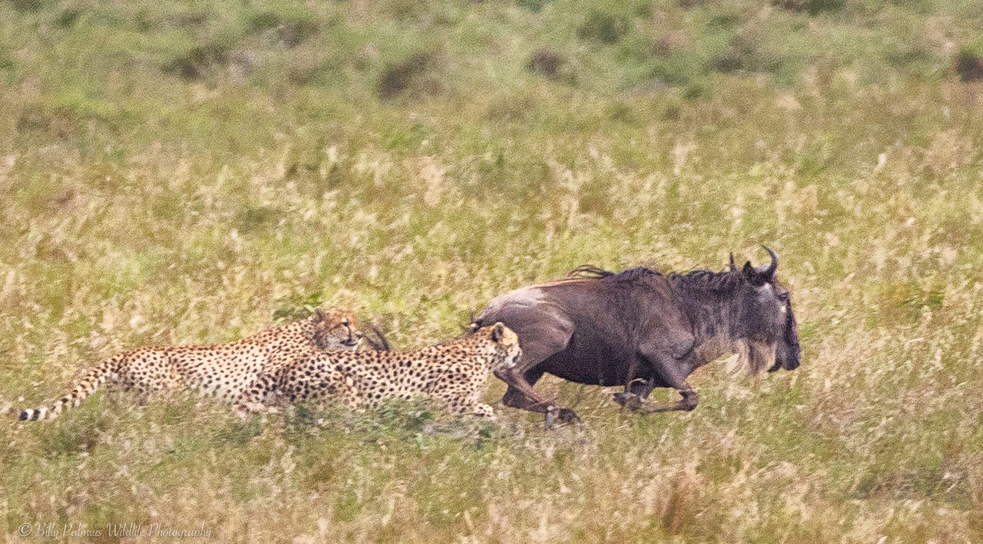Kenya Wildlife