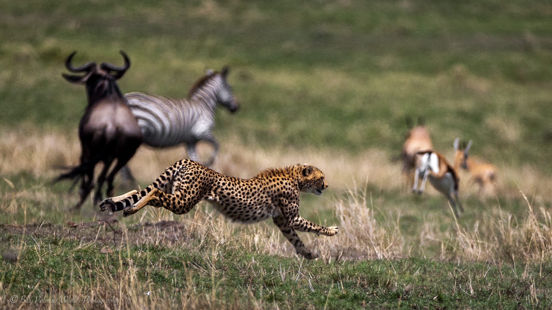 Kenya Wildlife