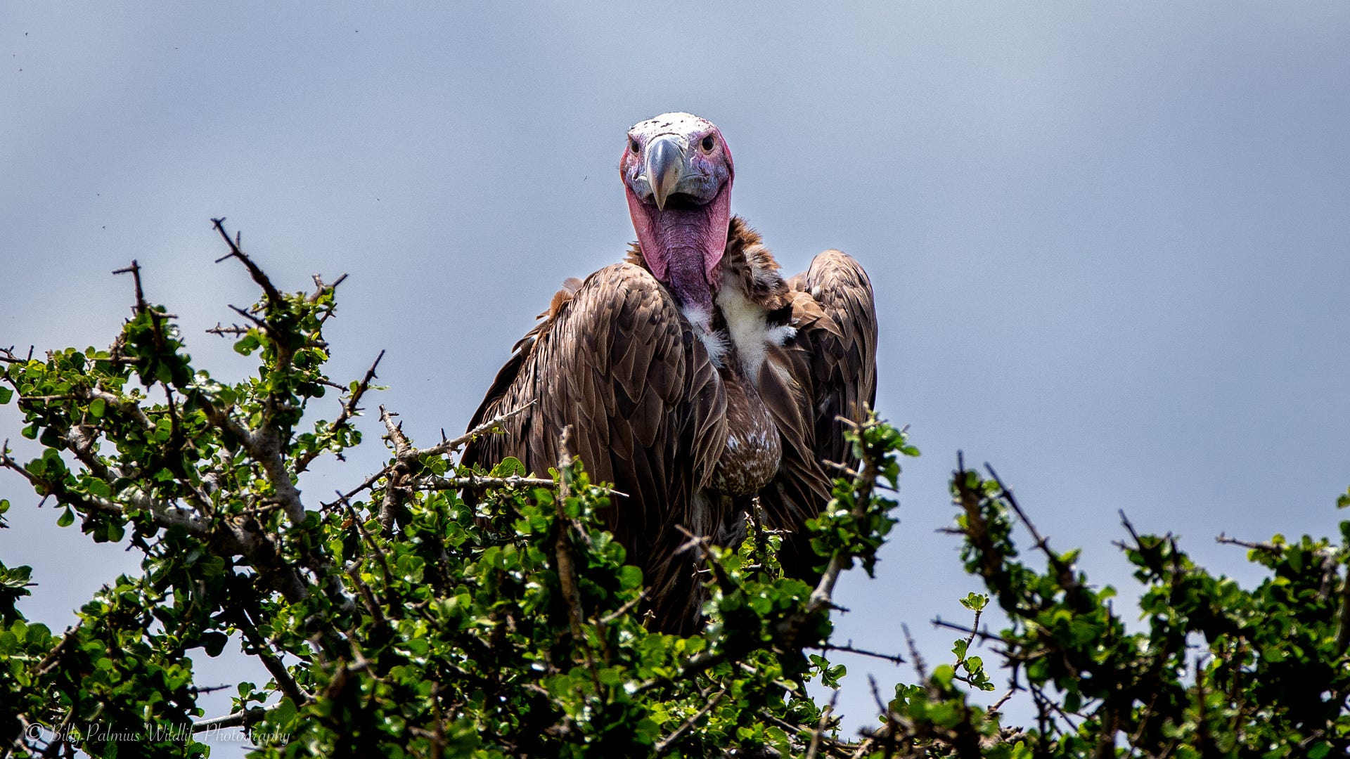 Kenya Wildlife