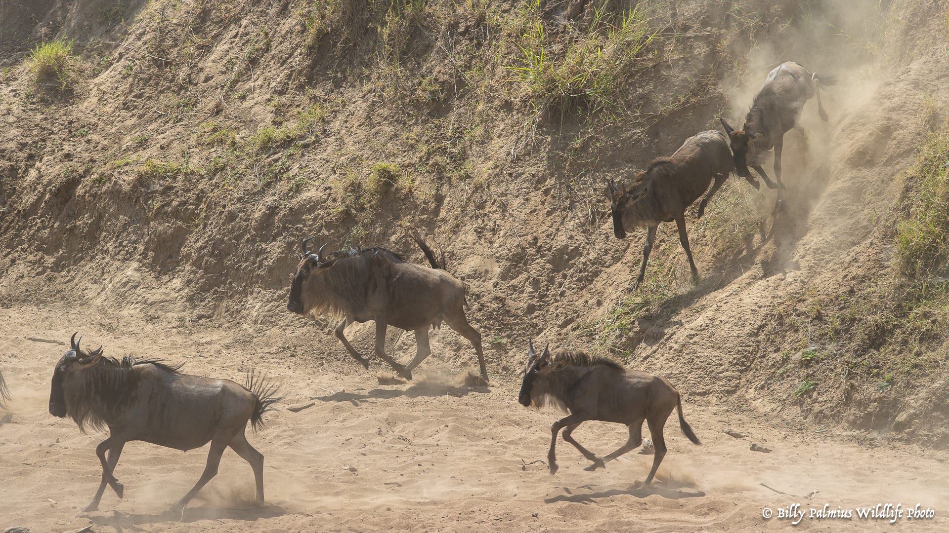 Masai Mara Kenya - Great Migration
