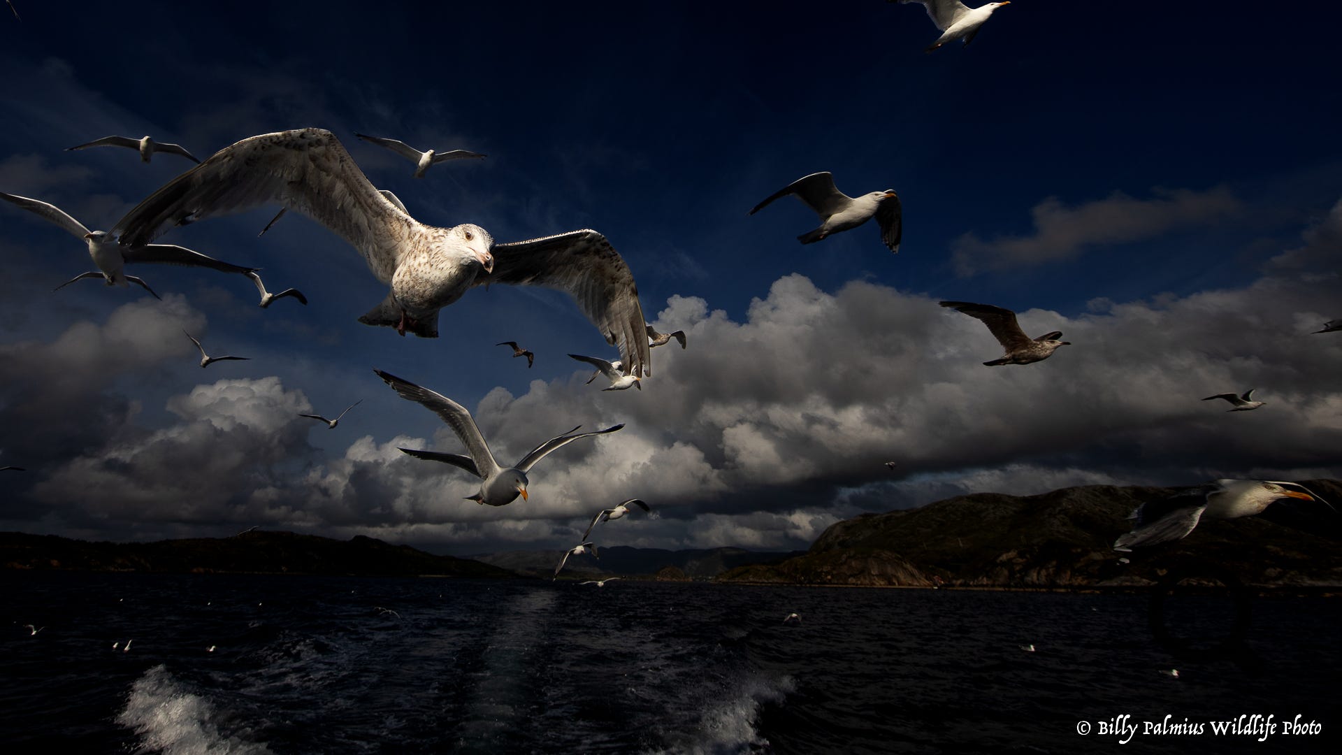 White Tailed Eagle 2022, Norway