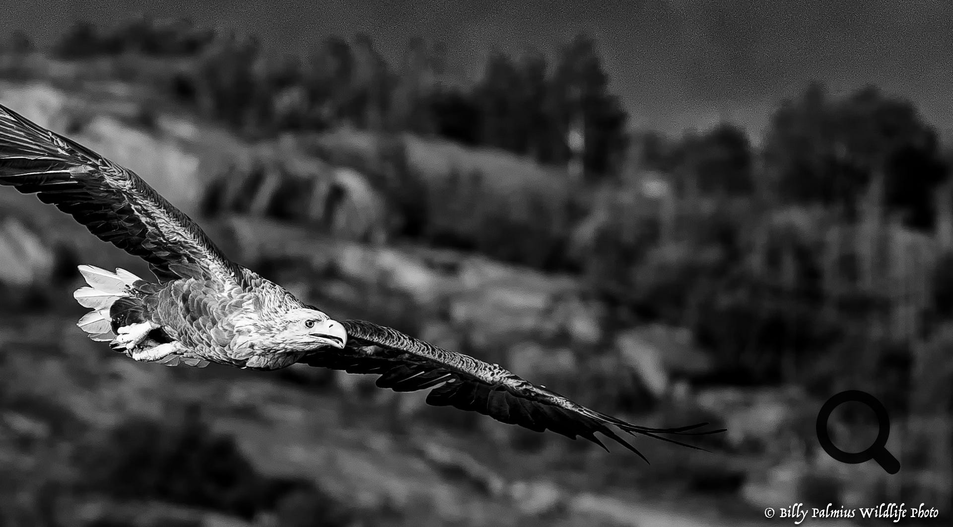 White Tailed Eagle 2022, Norway