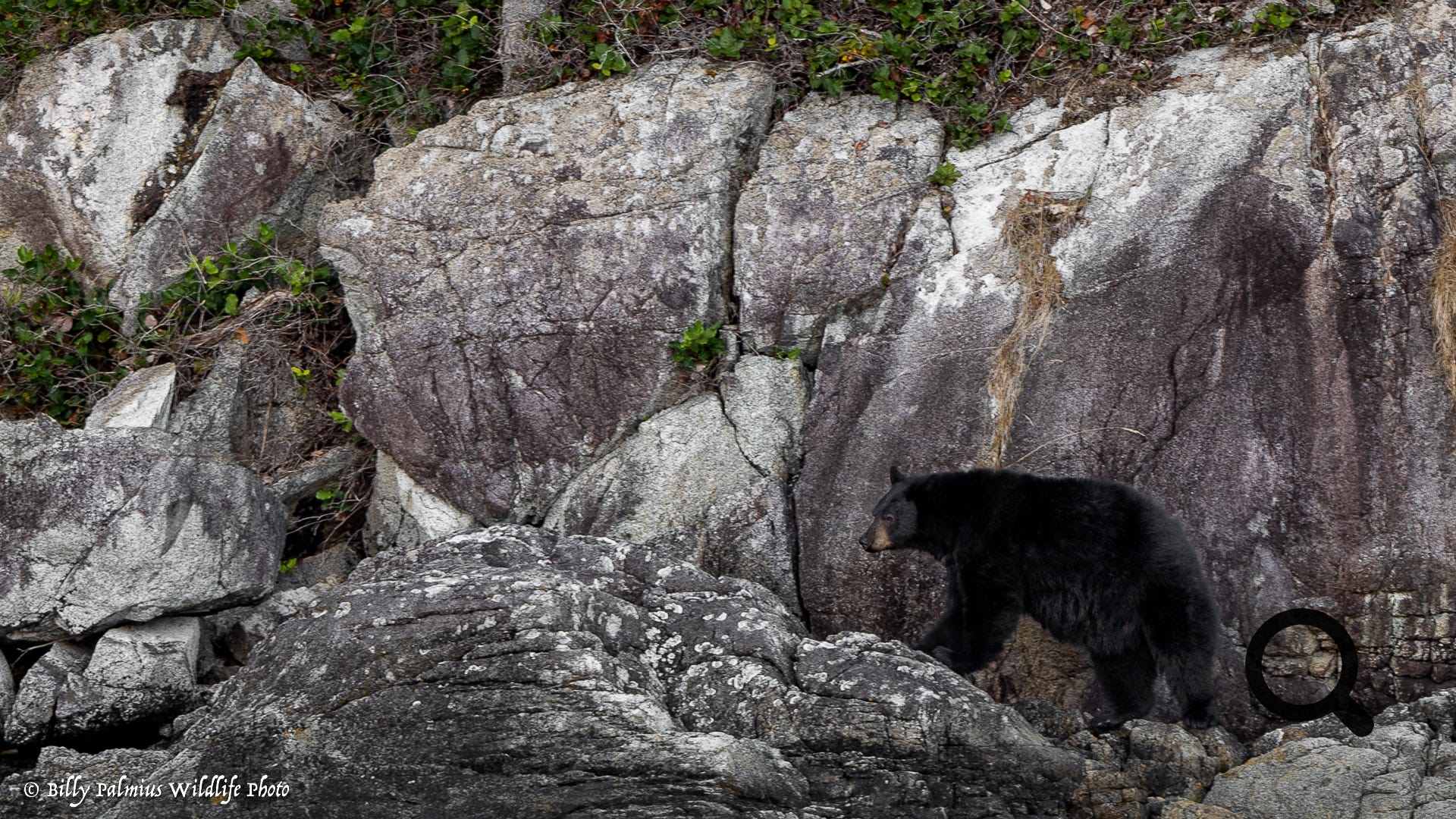 Bears in BC, Canada