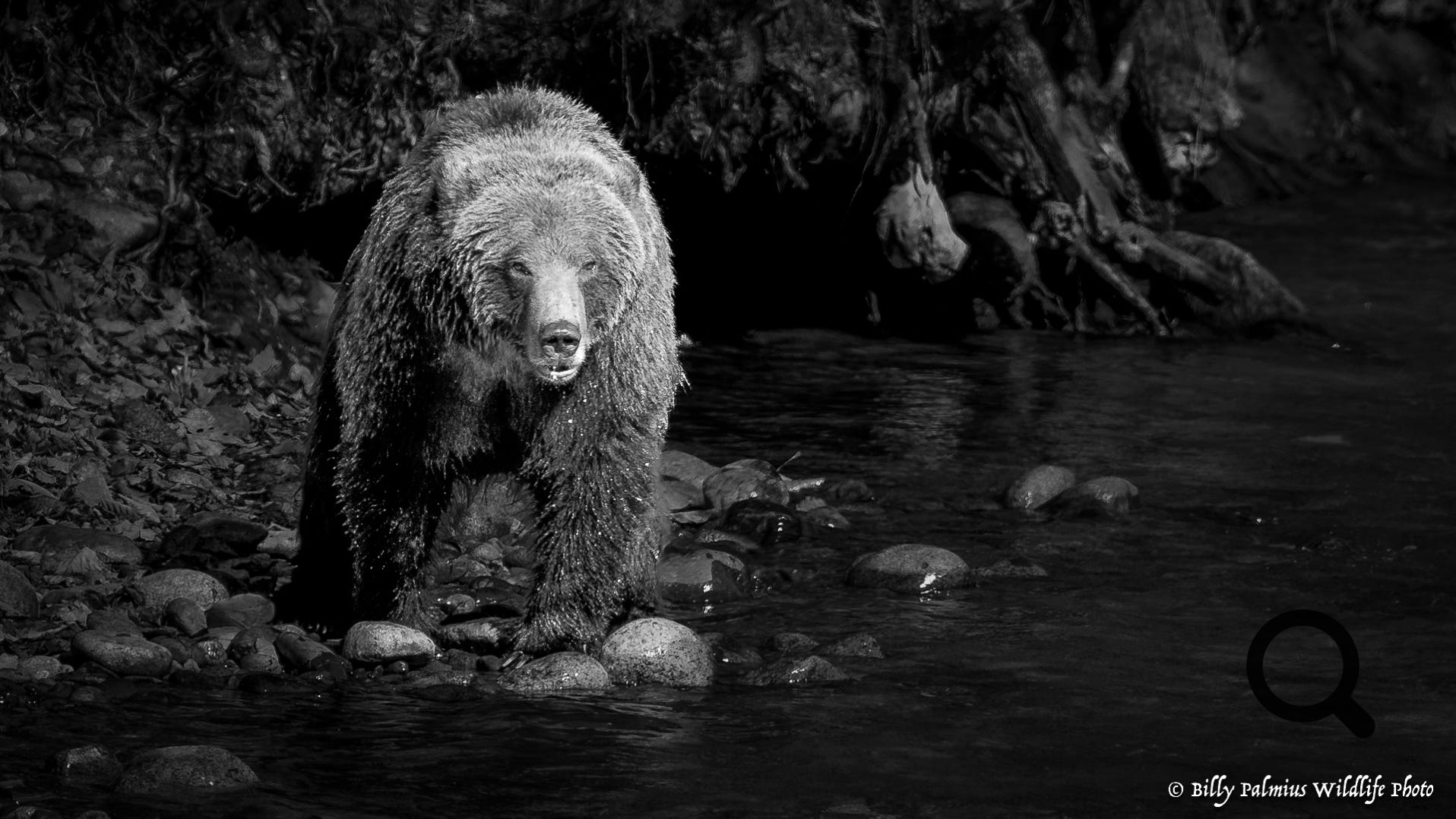 Bears in BC, Canada