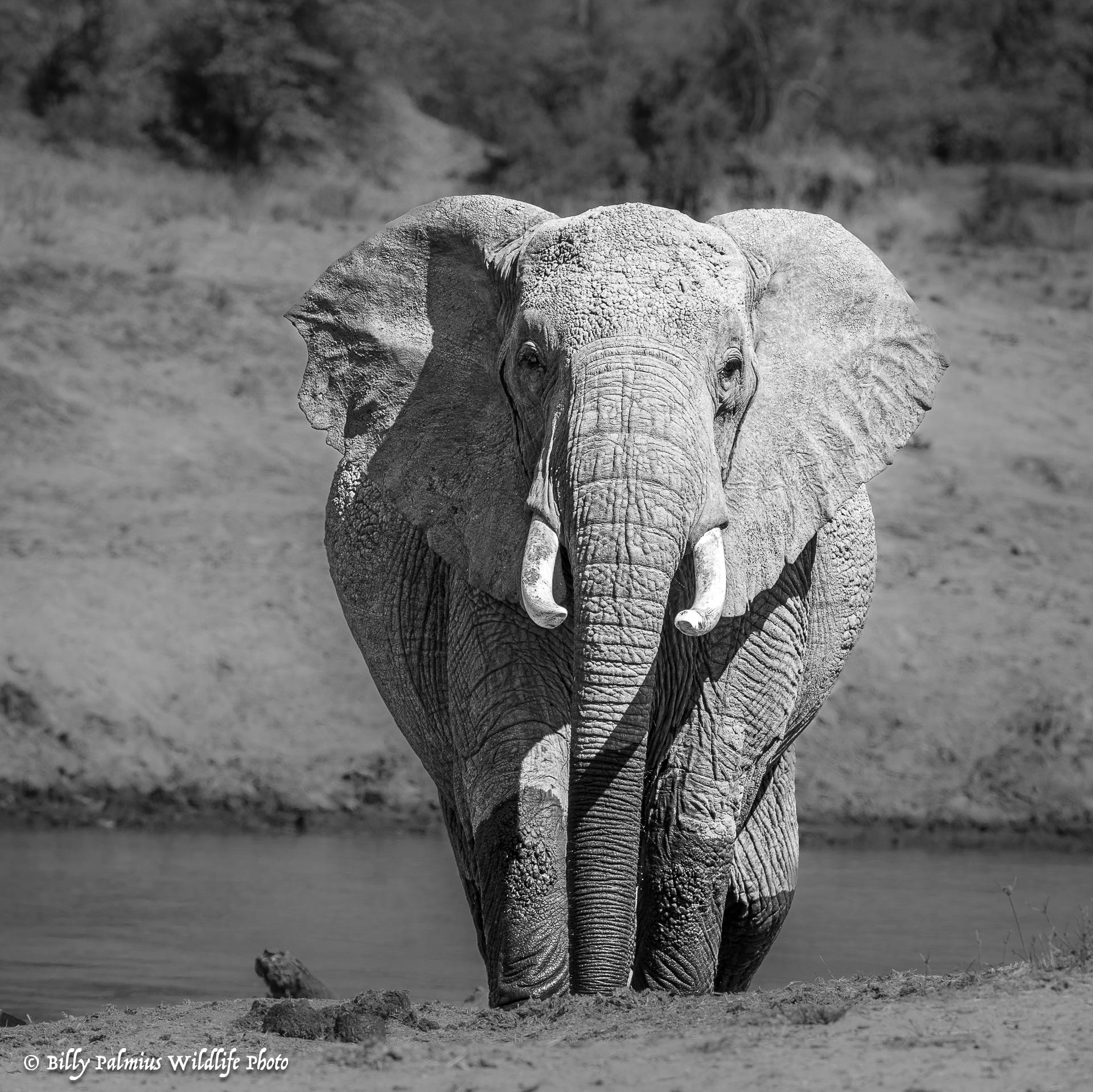 Masai Mara Kenya - Great Migration
