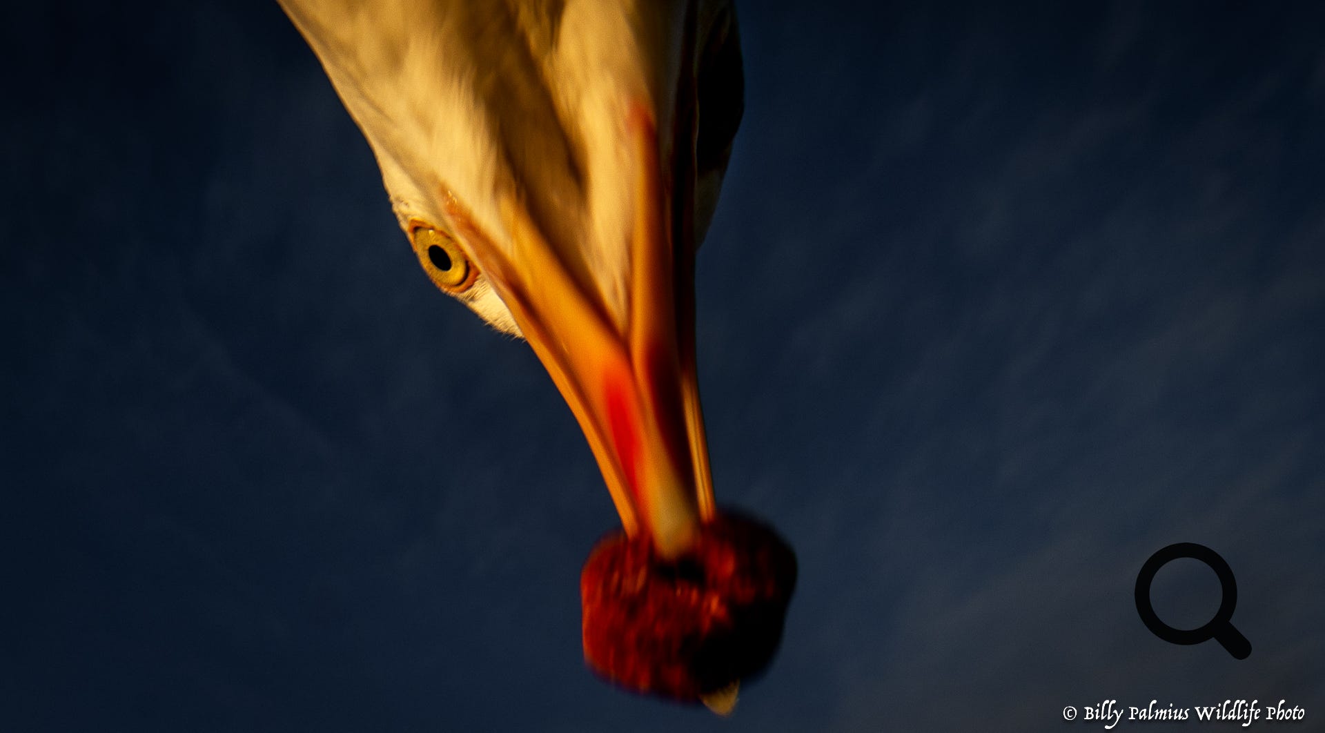 White Tailed Eagle 2022, Norway