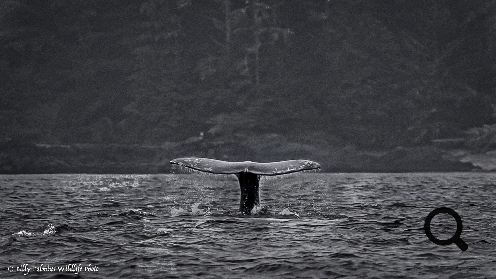 Bears in BC, Canada