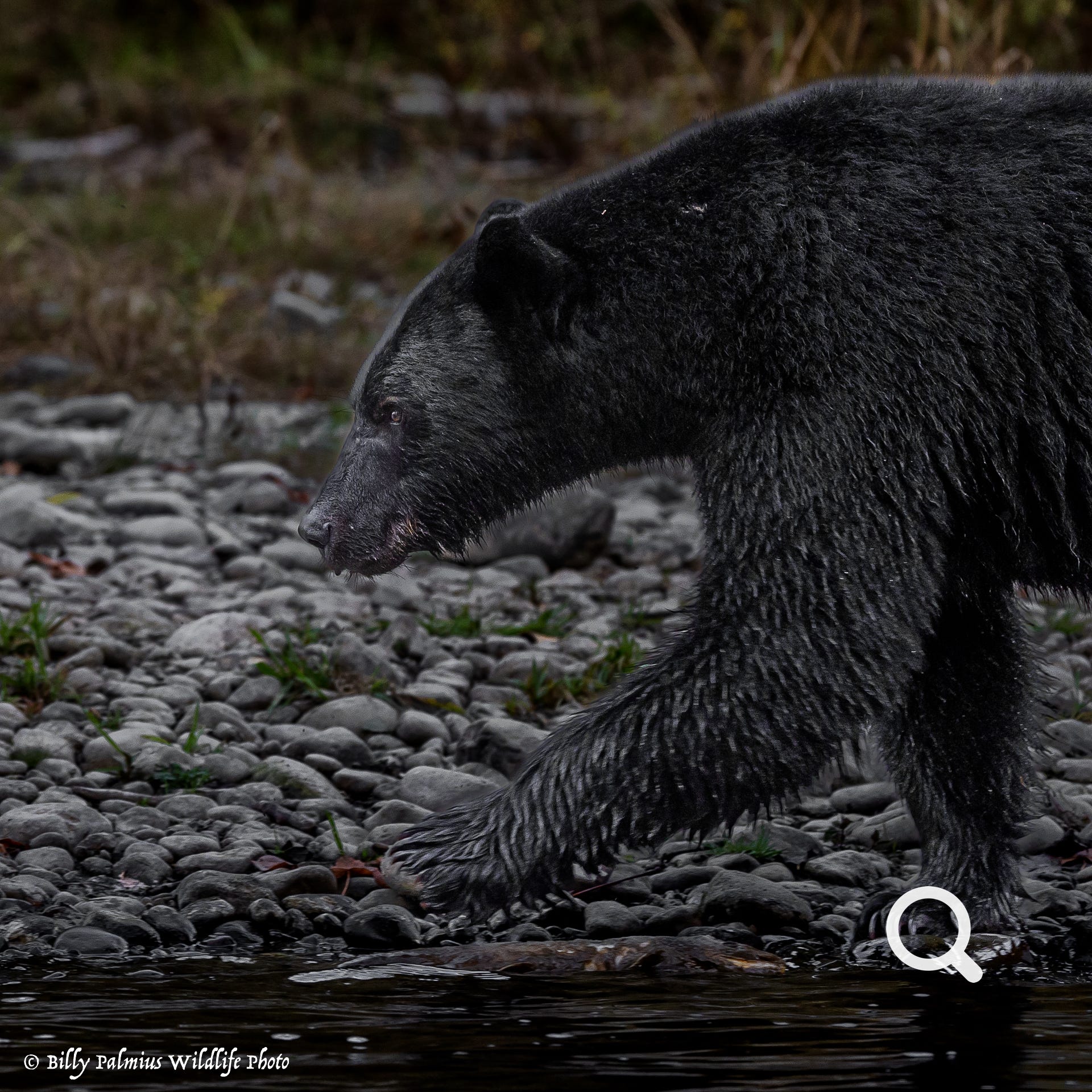 Bears in BC, Canada