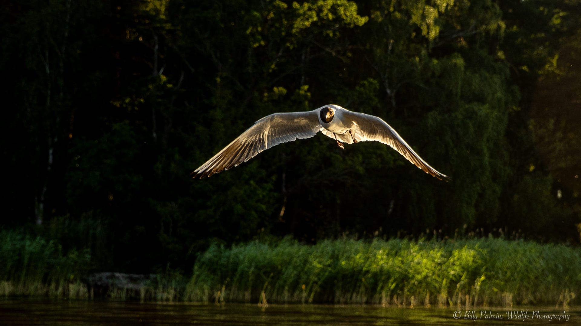 Pictures from Lake Mälaren in Sweden, shooting the Ospray