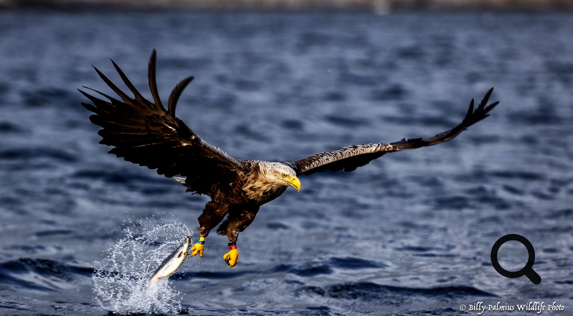 White Tailed Eagle 2022, Norway