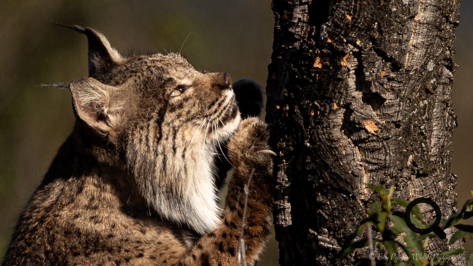 Iberian Lynx in Andalusien, Spain