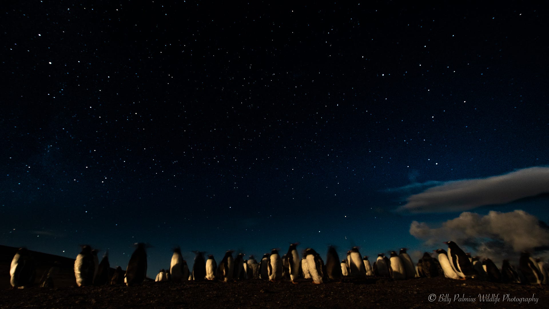 Falkland Island