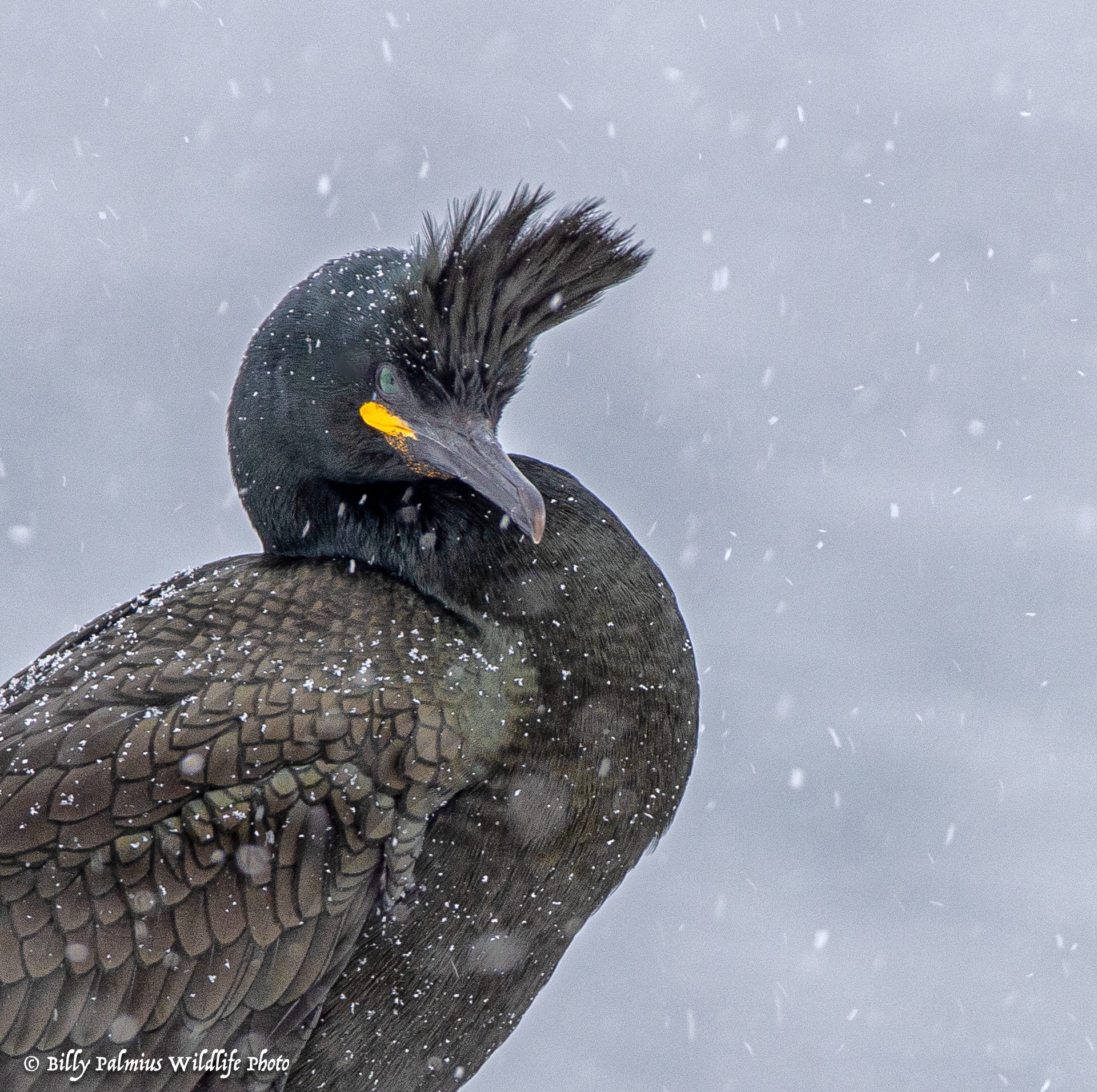 Norway Varanger